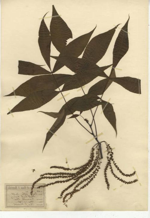 压榨植物的图像，叶子和根